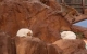 昆明動物園猴群與貓共處引爭議，園方回應：計劃將貓移出猴山
